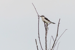 Lanius excubitor