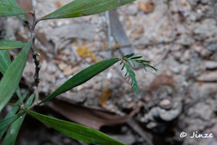 Acacia auriculiformis