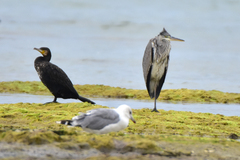 Ardea cinerea