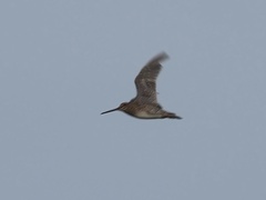 Gallinago stenura