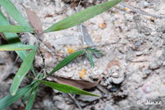 Acacia auriculiformis