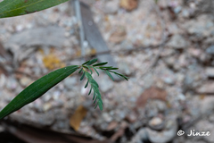 Acacia auriculiformis