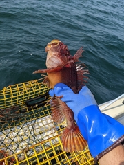 Hemitripterus americanus