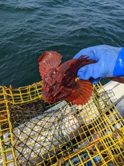 Hemitripterus americanus