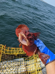 Hemitripterus americanus