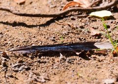 Phaenicophaeus tristis