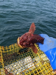 Hemitripterus americanus