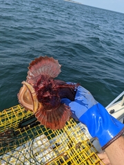 Hemitripterus americanus