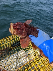 Hemitripterus americanus