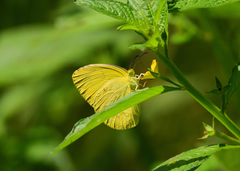 Eurema hecabe