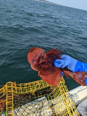 Hemitripterus americanus