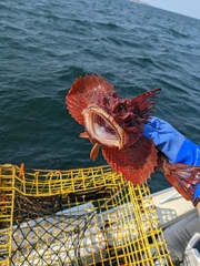 Hemitripterus americanus