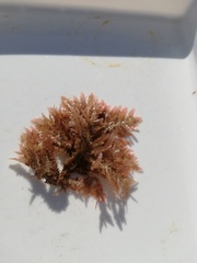 Neoptilota