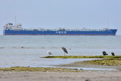 Ardea cinerea
