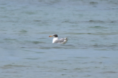 Ichthyaetus ichthyaetus