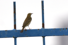 Anthus trivialis