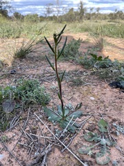 Podolepis capillaris