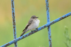 Muscicapa striata