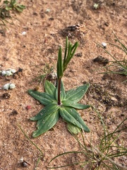 Podolepis capillaris