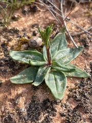 Podolepis capillaris