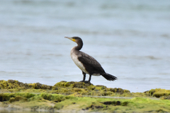 Phalacrocorax carbo sinensis