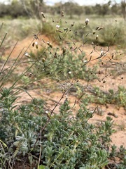 Podolepis capillaris