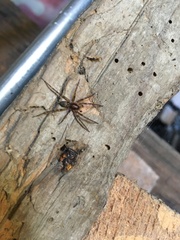 Liocranum rupicola