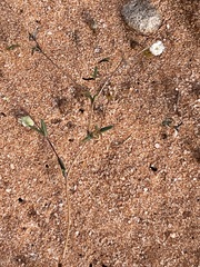 Podolepis capillaris