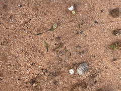 Podolepis capillaris