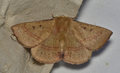 Anthela rufifascia