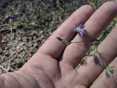 Eriastrum sapphirinum