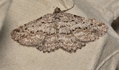 Psilosticha absorpta