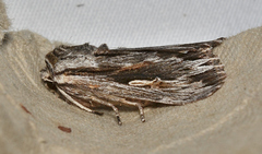 Persectania ewingii