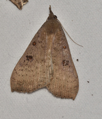 Rhapsa suscitatalis
