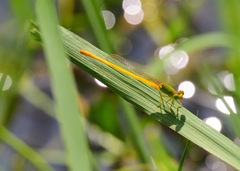 Ceriagrion coromandelianum
