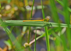 Ceriagrion coromandelianum