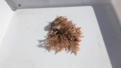 Neoptilota