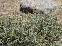 Lupinus hyacinthinus