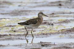 Calidris pugnax