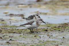 Calidris alba