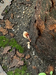 Ganoderma sessile