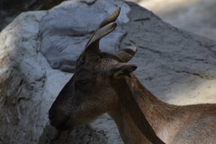 Capra falconeri heptneri