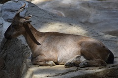 Capra falconeri heptneri