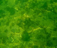 Trygonorrhina dumerilii