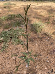 Podolepis capillaris