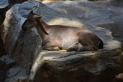 Capra falconeri heptneri