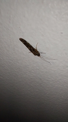 Hydrobiosidae
