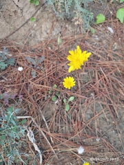 Cichorieae