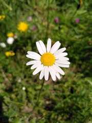 Leucanthemum vulgare