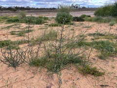 Podolepis capillaris